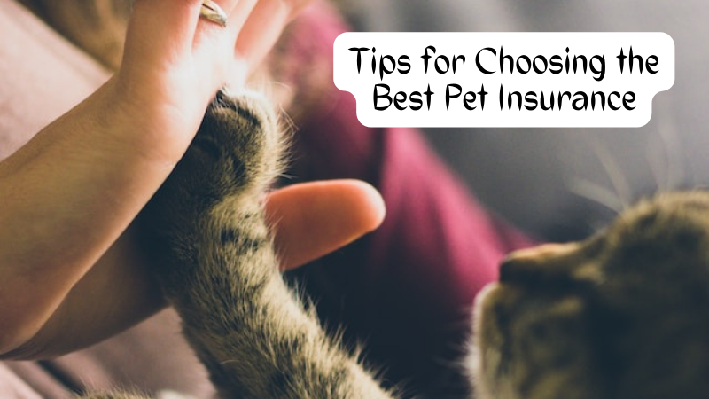 Tips for Choosing the Best Pet Insurance